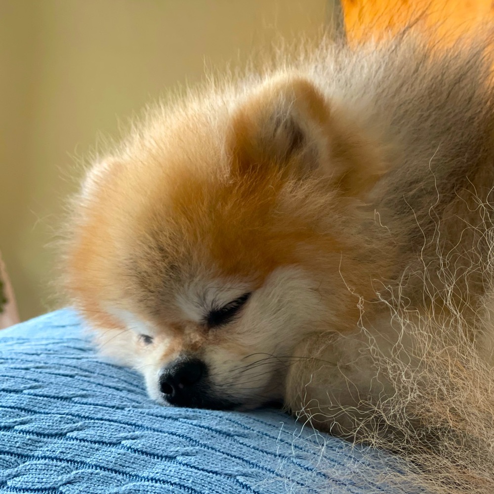 Meet your Posher, Dina